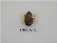 藏品(金龜子科)的圖片